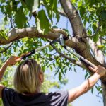 Makaze za grane Fiskars PowerGear X LX94